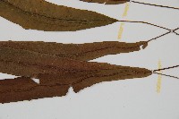 單葉雙蓋蕨藏品圖，第4張