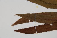 單葉雙蓋蕨藏品圖，第5張