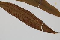 單葉雙蓋蕨藏品圖，第6張