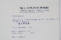 單葉雙蓋蕨藏品圖，第2張