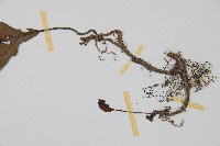 單葉雙蓋蕨藏品圖，第3張