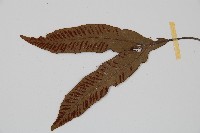 單葉雙蓋蕨藏品圖，第4張