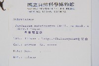 單葉雙蓋蕨藏品圖，第2張