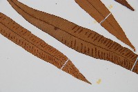 單葉雙蓋蕨藏品圖，第3張