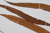 單葉雙蓋蕨藏品圖，第4張