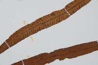 單葉雙蓋蕨藏品圖，第5張