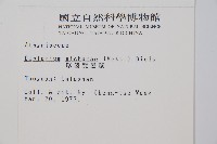 鋸齒雙蓋蕨、線葉雙蓋蕨、刺鱗雙蓋蕨藏品圖，第2張