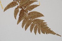 鋸齒雙蓋蕨、線葉雙蓋蕨、刺鱗雙蓋蕨藏品圖，第3張