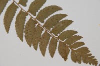 鋸齒雙蓋蕨、線葉雙蓋蕨、刺鱗雙蓋蕨藏品圖，第4張