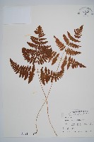 密腺羽節蕨藏品圖，第1張