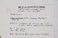 密腺羽節蕨藏品圖，第2張