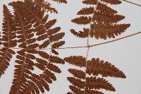 密腺羽節蕨藏品圖，第3張