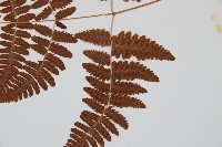 密腺羽節蕨藏品圖，第4張