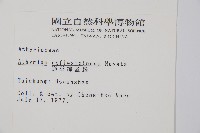 逆葉蹄蓋蕨、逆羽蹄蓋蕨藏品圖，第2張