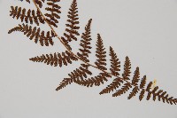 逆葉蹄蓋蕨、逆羽蹄蓋蕨藏品圖，第3張