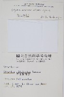 阿里山蹄蓋蕨藏品圖，第2張