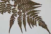 阿里山蹄蓋蕨藏品圖，第3張