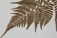 阿里山蹄蓋蕨藏品圖，第4張