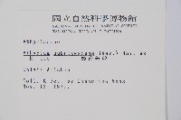 姬蹄蓋蕨藏品圖，第2張