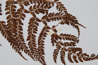 姬蹄蓋蕨藏品圖，第3張