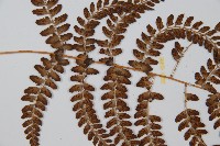 姬蹄蓋蕨藏品圖，第4張