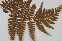 阿里山蹄蓋蕨藏品圖，第3張