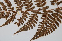 阿里山蹄蓋蕨藏品圖，第4張