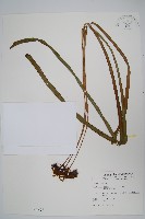 垂葉書帶蕨藏品圖，第1張