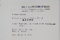 垂葉書帶蕨藏品圖，第2張