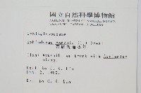 帶狀瓶爾小草藏品圖，第2張
