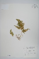 異葉卷柏藏品圖，第1張