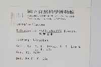 異葉卷柏藏品圖，第2張