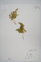 異葉卷柏藏品圖，第1張