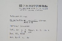 異葉卷柏藏品圖，第2張