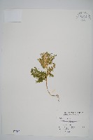 異葉卷柏藏品圖，第1張