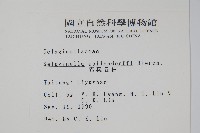 異葉卷柏藏品圖，第2張