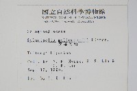 異葉卷柏藏品圖，第2張