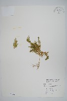 異葉卷柏藏品圖，第1張