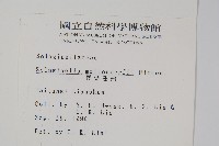 異葉卷柏藏品圖，第2張