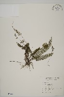 鞭葉鐵線蕨藏品圖，第1張