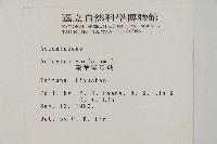 鞭葉鐵線蕨藏品圖，第2張