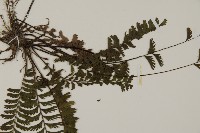 鞭葉鐵線蕨藏品圖，第4張