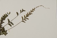 鞭葉鐵線蕨藏品圖，第5張