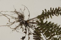 鞭葉鐵線蕨藏品圖，第5張