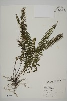 鞭葉鐵線蕨藏品圖，第1張