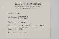 鞭葉鐵線蕨藏品圖，第2張