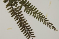 鞭葉鐵線蕨藏品圖，第3張