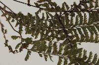鞭葉鐵線蕨藏品圖，第4張