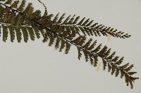鞭葉鐵線蕨藏品圖，第5張