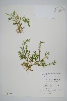 高雄卷柏藏品圖，第1張